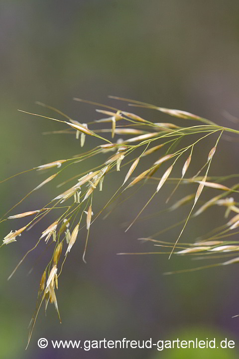 Stipa calamagrostis – Silberährengras, Alpen-Raugras