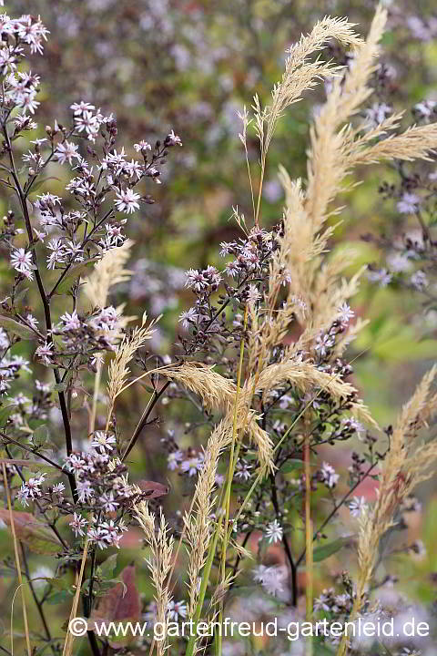 Stipa calamagrostis – Silberährengras mit Eurybia divaricata