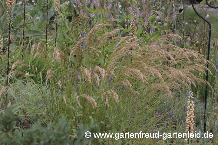 Stipa calamagrostis – Silberährengras, Alpen-Raugras