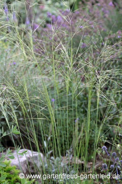 Stipa capillata – Büschel-Federgras