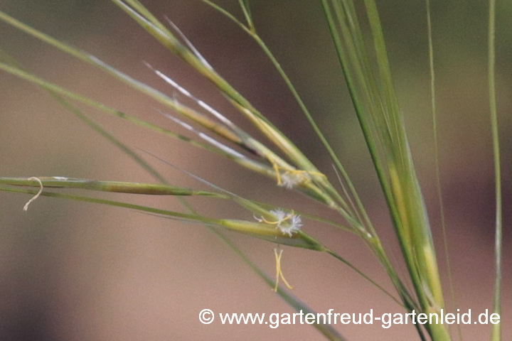 Stipa capillata – Büschel-Federgras, Blüten