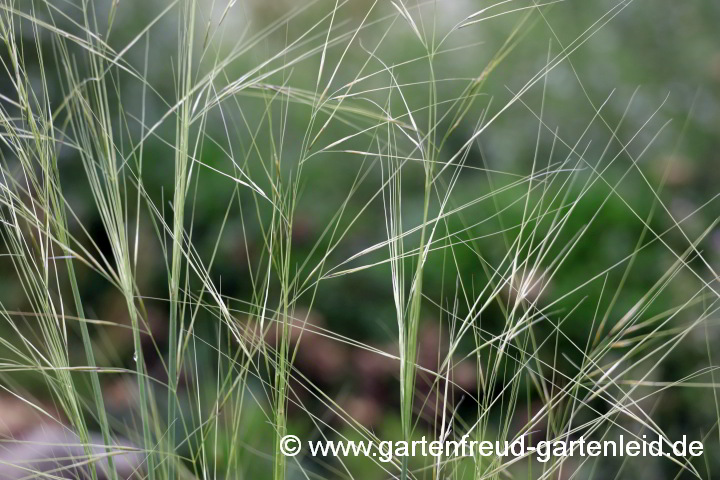 Stipa capillata – Büschel-Federgras, Blütenstände