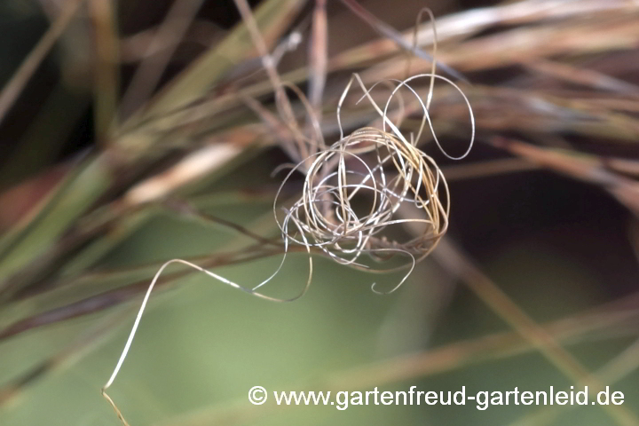 Stipa capillata – Büschel-Federgras