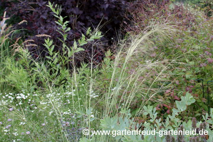 Stipa capillata – Büschel-Federgras