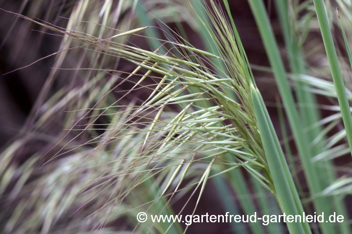 Stipa gigantea – Riesen- bzw. Pyrenäen-Federgras knospig