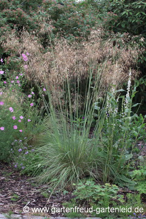 Stipa gigantea – Riesen- bzw. Pyrenäen-Federgras verblüht