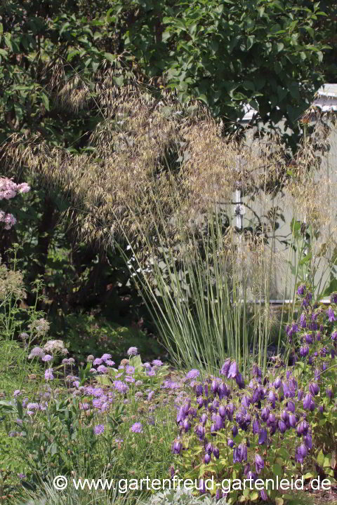 Stipa gigantea – Riesen-Federgras, Pyrenäen-Federgras