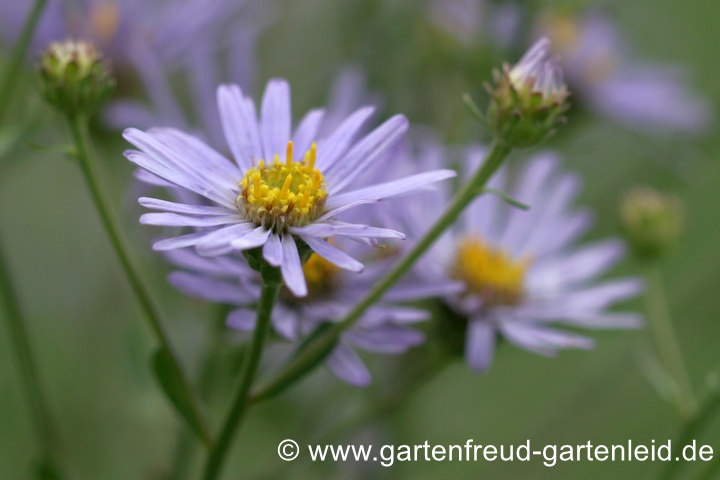 Aster amellus &ndash; Berg-Aster, Kalk-Aster