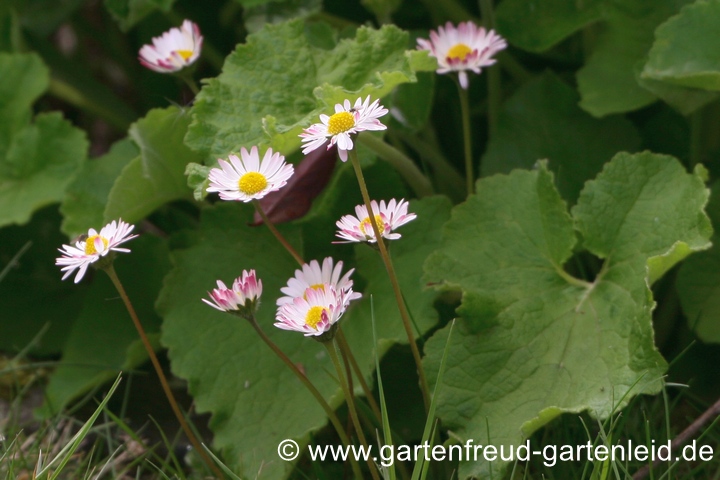 In Deutschland ein Arch&auml;ophyt: Bellis perennis &ndash; G&auml;nsebl&uuml;mchen