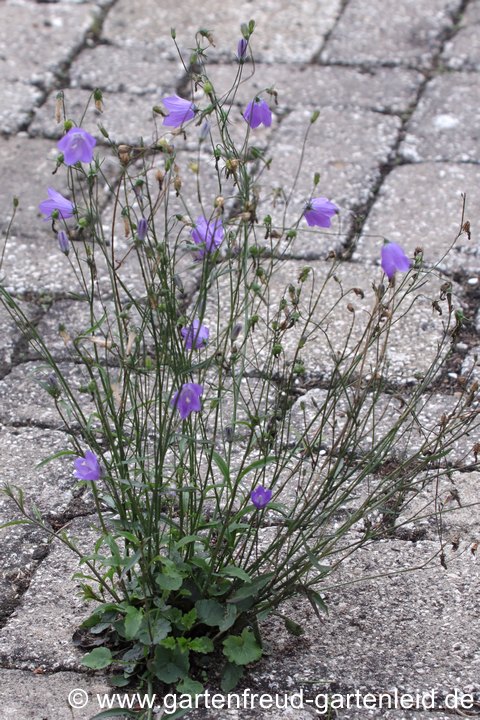 Indigen in allen Bundesl&auml;ndern in fast allen Regionen Deutschlands: Campanula rotundifolia (Rundbl&auml;ttrige Glockenblume)