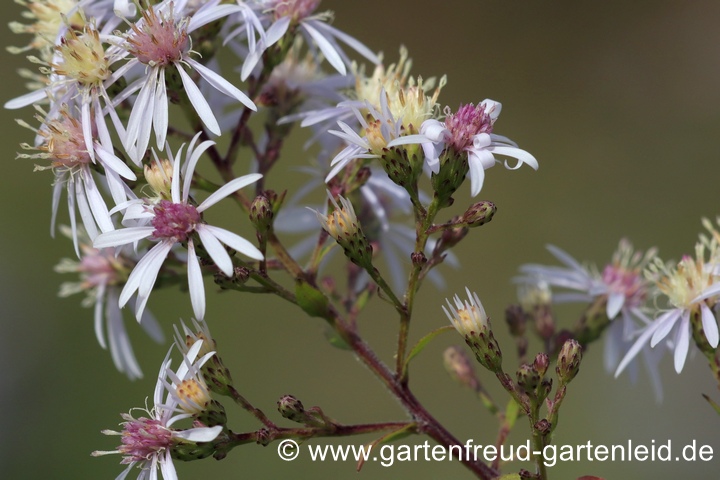 Eurybia divaricata (Aster divaricatus) &ndash; Wei&szlig;e Waldaster
