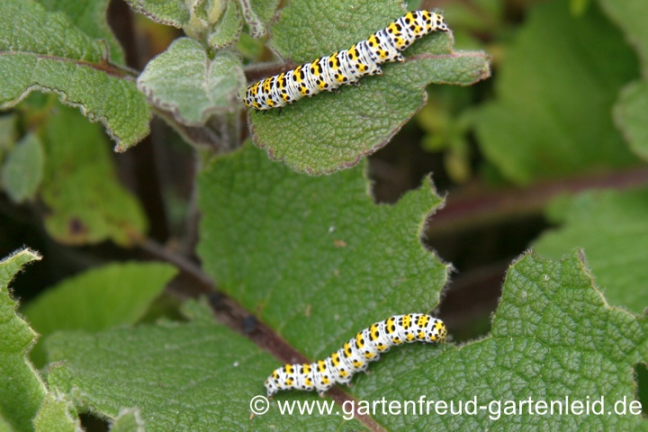 K&ouml;nigskerzenm&ouml;nch auf Verbascum chaixii (Chaix' K&ouml;nigskerze)