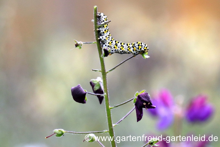 K&ouml;nigskerzenm&ouml;nch auf Verbascum phoeniceum