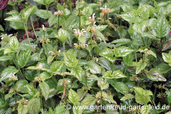 Invasiver Neophyt: Lamium galeobdolon subsp. argentatum &ndash; Garten-Goldnessel