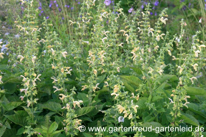 Salvia glutinosa &ndash; Klebriger Salbei