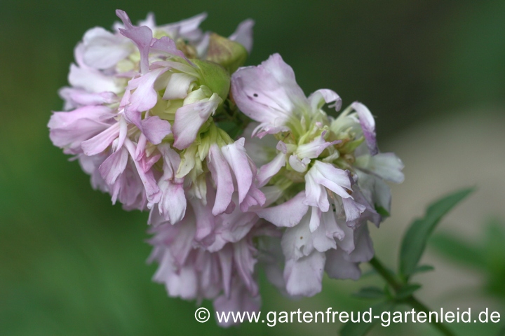 Saponaria officinalis 'Plena' &ndash; Echtes Seifenkraut, Bl&uuml;ten