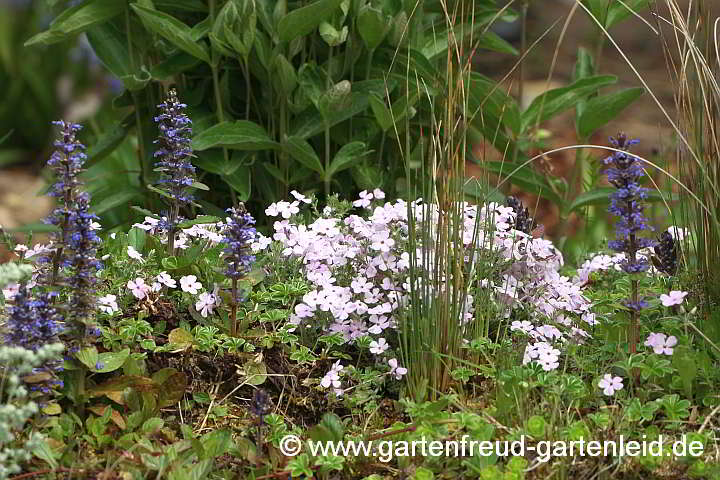 Ajuga reptans 'Atropurpurea' mit Phlox douglasii 'Lilac Cloud'