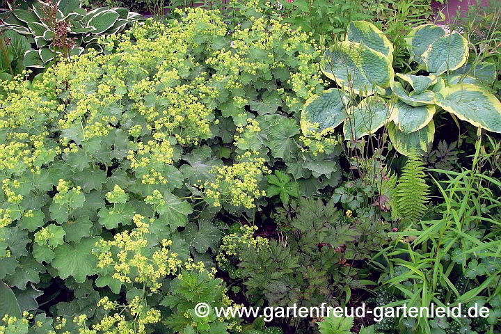 Alchemilla und Hosta