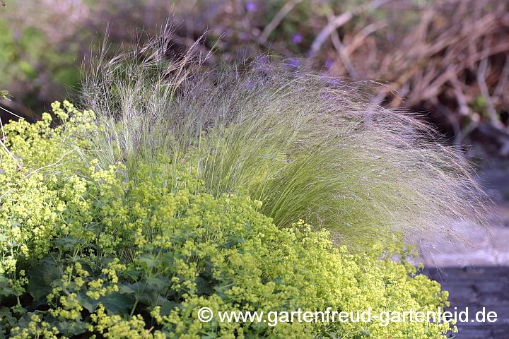 Alchemilla mollis mit Nassella tenuissima