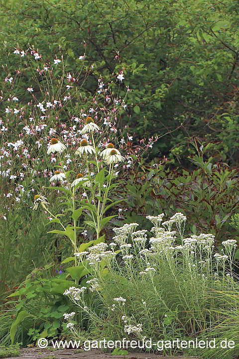 Anaphalis margaritacea 'Neuschnee' mit Echinacea purpurea 'Alba' und Gaura lindheimeri