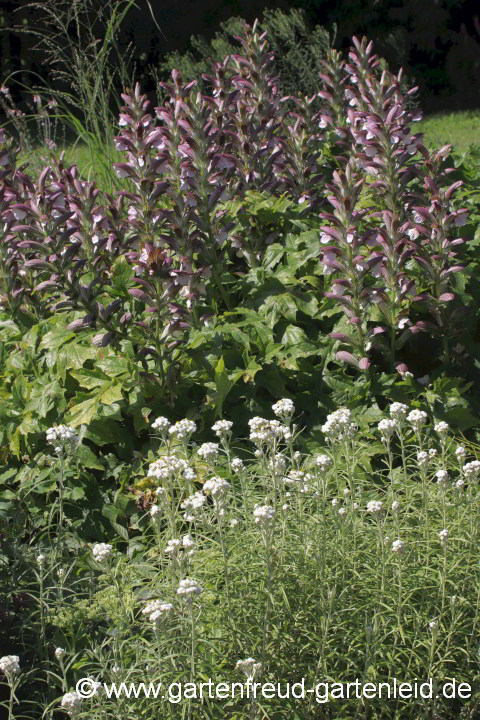 Anaphalis margeritacea 'Neuschnee' mit Acanthus hungaricus