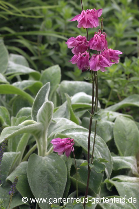 Aquilegia vulgaris mit Stachys byzantina 'Big Ears'