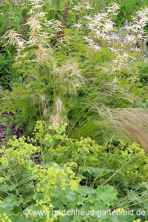 Aruncus dioicus mit Nasella tennuissima und Alchemilla mollis