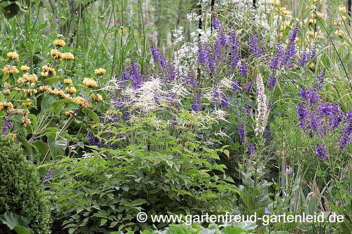 Aruncus dioicus mit Salvia transsylvanica und Phlomis russeliana