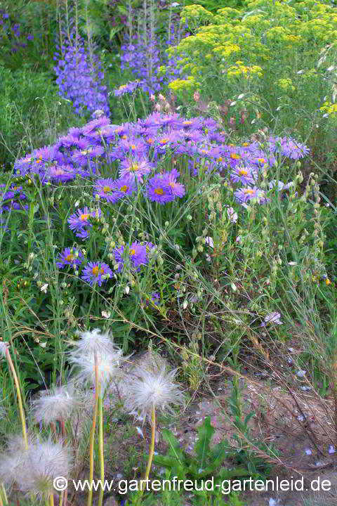 Aster alpinus – Baptisia australis – Alyssum murale