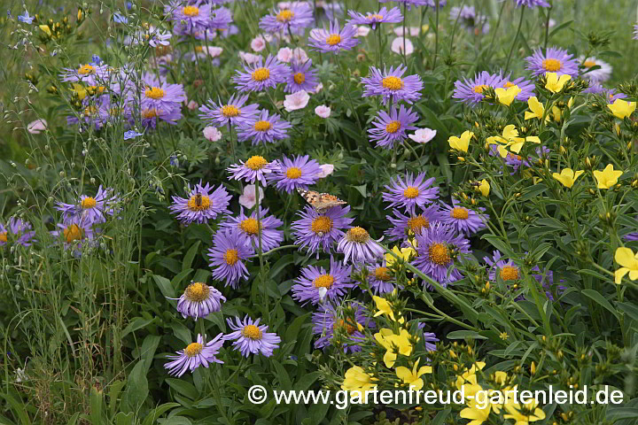 Aster alpinus mit Geranium sanguineum var. striatum und Linum capitatum