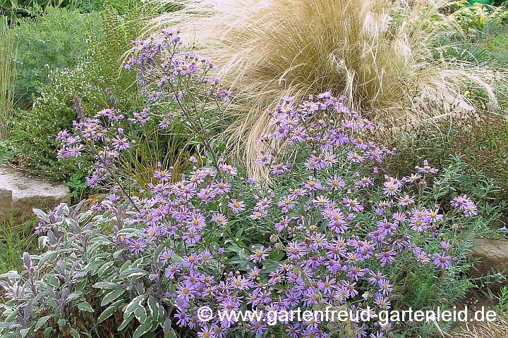 Aster amellus mit Salvia officinalis 'Tricolor' und Nassella tenuissima