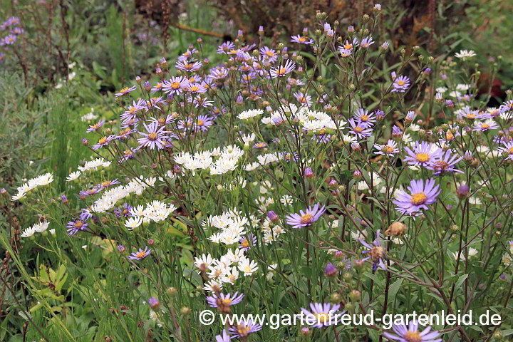 Aster amellus mit Solidago ptarmicoides