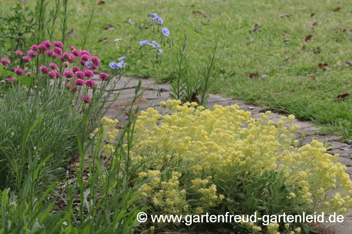 Aurinia saxatlis 'Sulphureum' dahinter Linum perenne und Armeria 'Splendens'