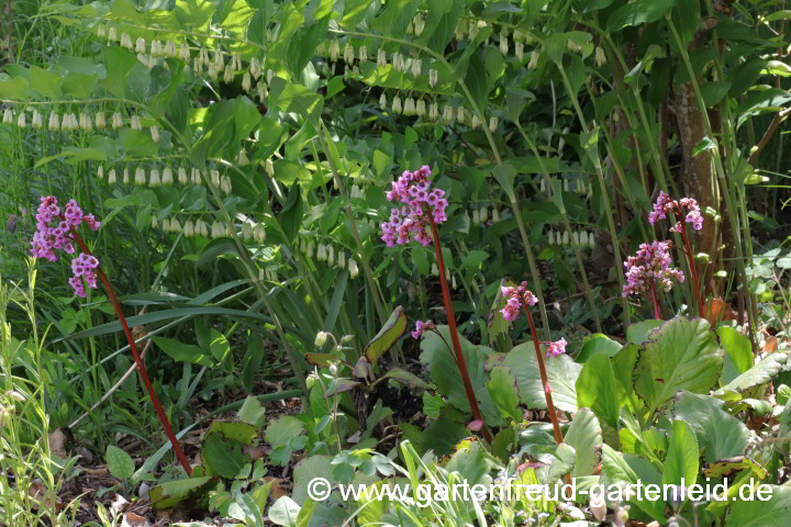 Bergenia cordifolia vor Polygonatum x hybridum 'Weihenstephan'