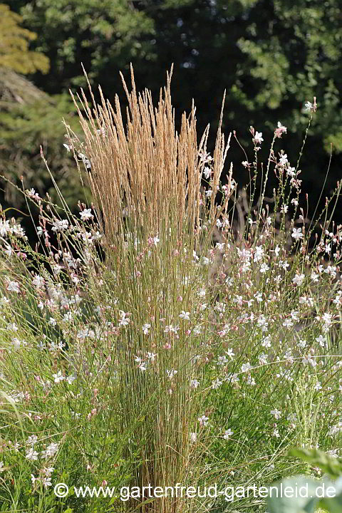 Calamagrostis x acutiflora 'Overdam' mit Gaura lindheimeri