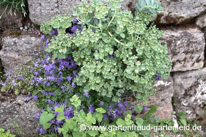 Campanula fenestrellata mit Euphorbia myrsinites