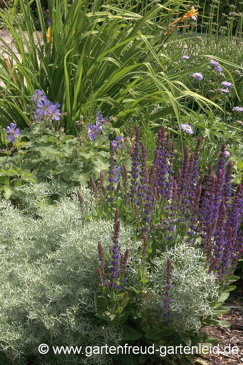 Artemisia alba 'Canescens' mit Salvia nemorosa 'Ostfriesland' und Geranium x magnificum