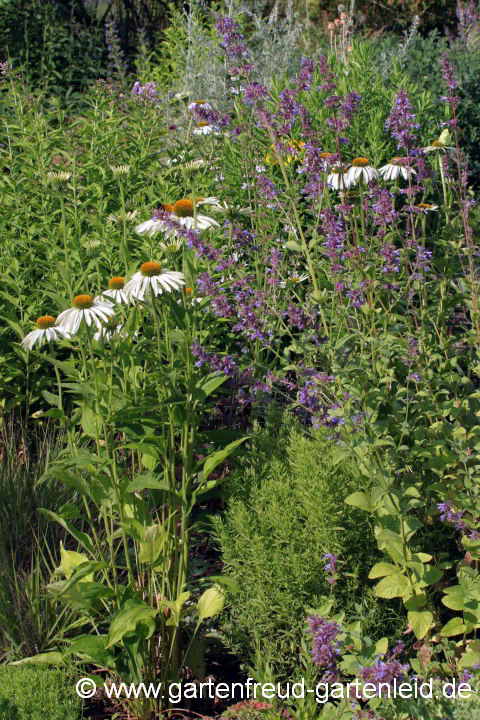 Echinacea purpurea 'Alba' mit Nepeta parnassica