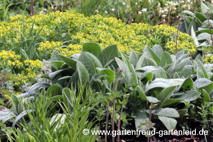 Stachys byzantina 'Big Ears' vor Euphorbia myrsinites