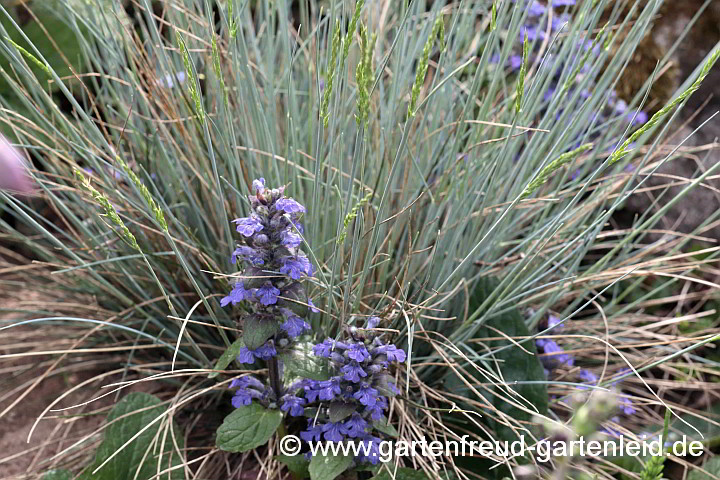 Festuca Glauca-Gruppe 'Eisvogel' mit Ajuga reptans 'Atropurpurea'