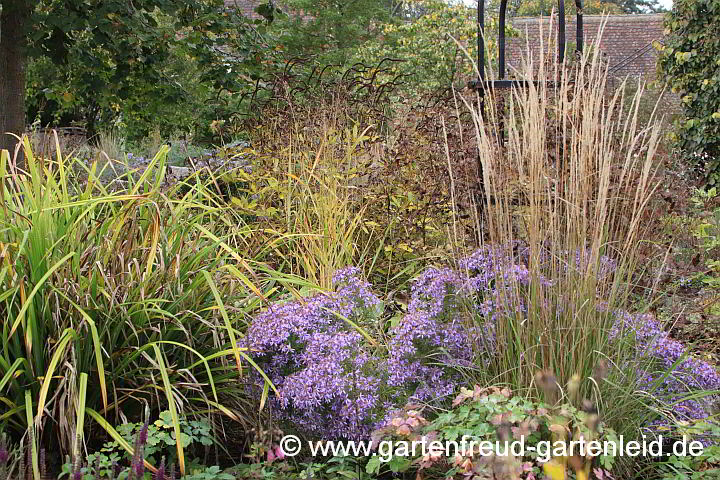 Galatella sedifolia 'Nanus' mit Carex pendula und Calamagrostis x acutiflora 'Overdam'