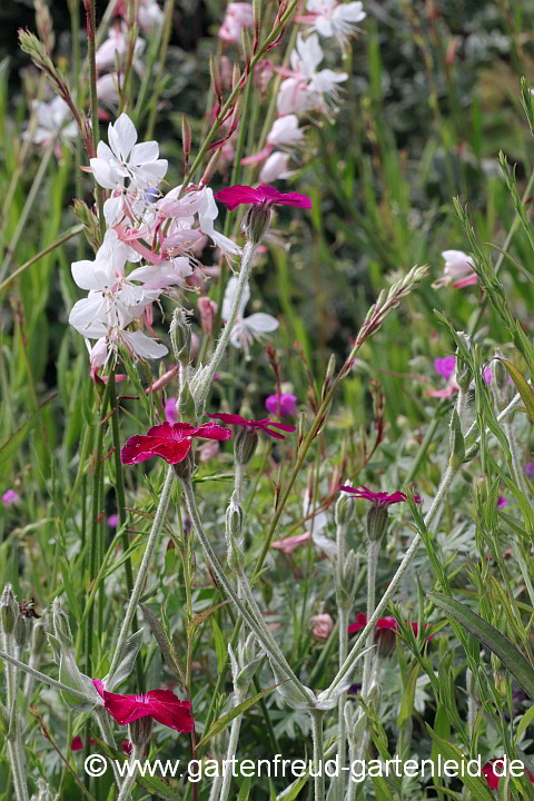 Silene coronaria vor Gaura lindheimeri