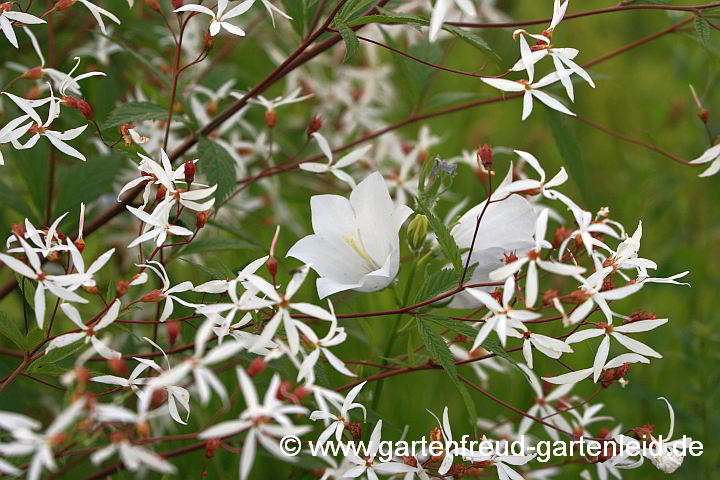 Gillenia trifoliata mit Campanula persicifolia