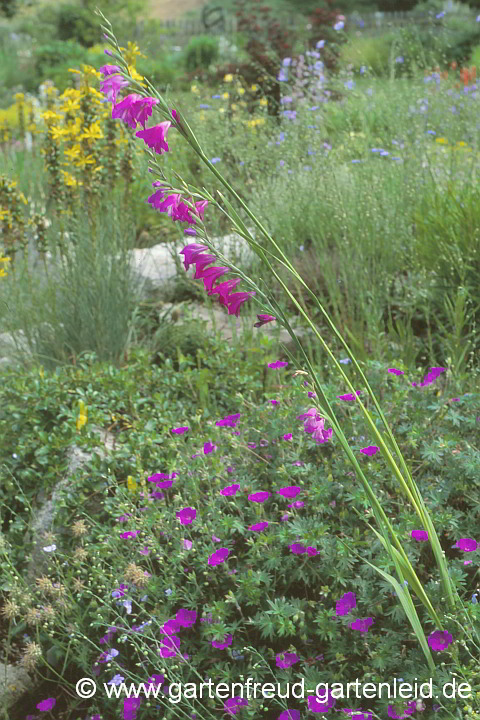 Geranium sanguineum mit Gladiolus-imbricatus