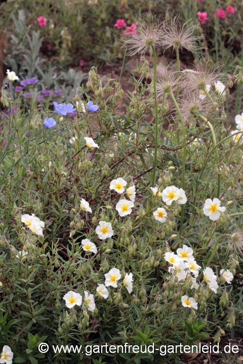 Helianthemum apenninum 'Album' mit Linum perenne und Samenständen von Pulsatilla vulgaris