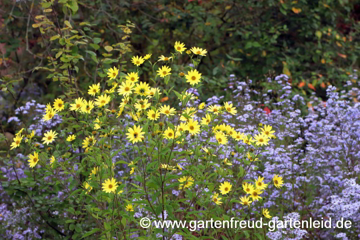 Helianthus 'Lemon Queen' mit Symphyotrichum laeve