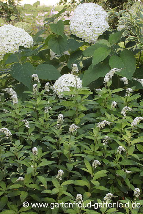 Hydrangea arborescens 'Annabelle' mit Lysimachia clethroides