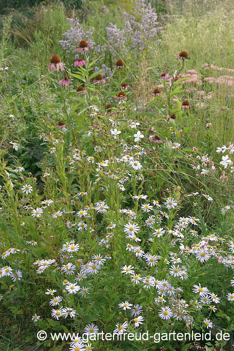 Kalimeris yomena mit Echinacea purpurea