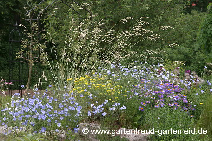 Linum perenne mit Aster alpinus und Helictotrichon sempervirens