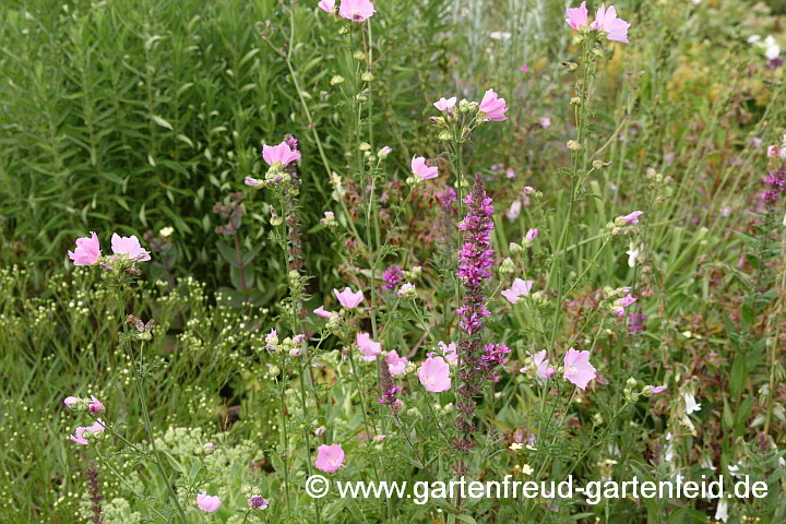 Lythrum salicaria mit Malva alcea